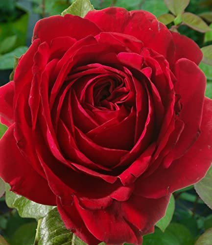 baldur-garten-delbard-kletterrose-messire-delbard-wurzelnackte-parfum-rose image 6