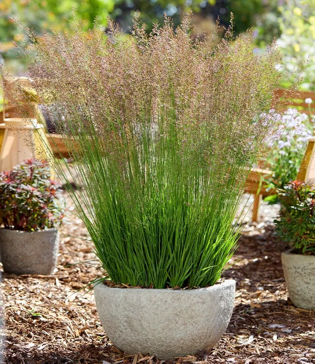 baldur-garten-blaues-pfeifengras-banshee-ziergras-im-9x9-cm-topf image 1