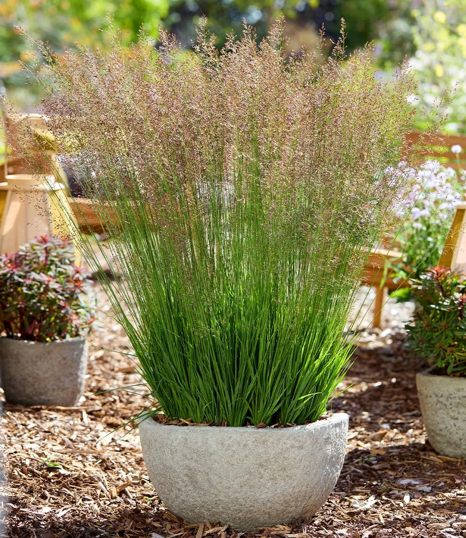 baldur-garten-blaues-pfeifengras-banshee-ziergras-im-9x9-cm-topf image 1