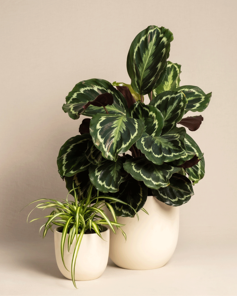 feey-kinderfreundliches-duo-calathea-roseoptica-gr-nlilie-im-set image 6