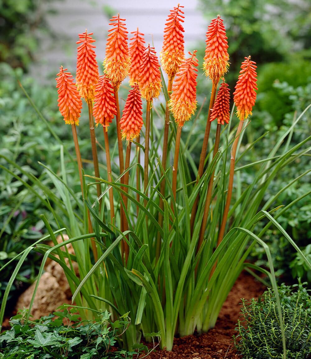 baldur-garten-kniphofia-alcazar-fackellilie-9x9-cm-topf image 1