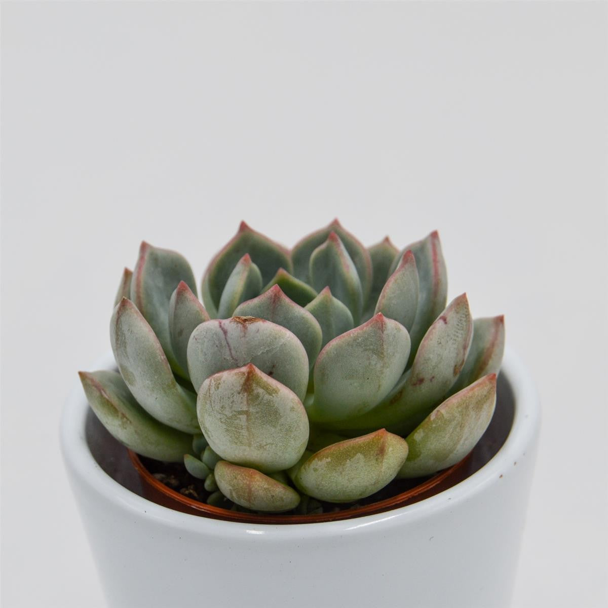 pasiora-echeveria-subcorymbosa-lau-026-sukkulente-5-5cm image 2