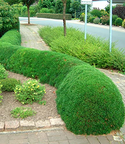 baldur-garten-pinien-hecke-pinus-mugo-mughus-im-9x9-cm-topf image 8