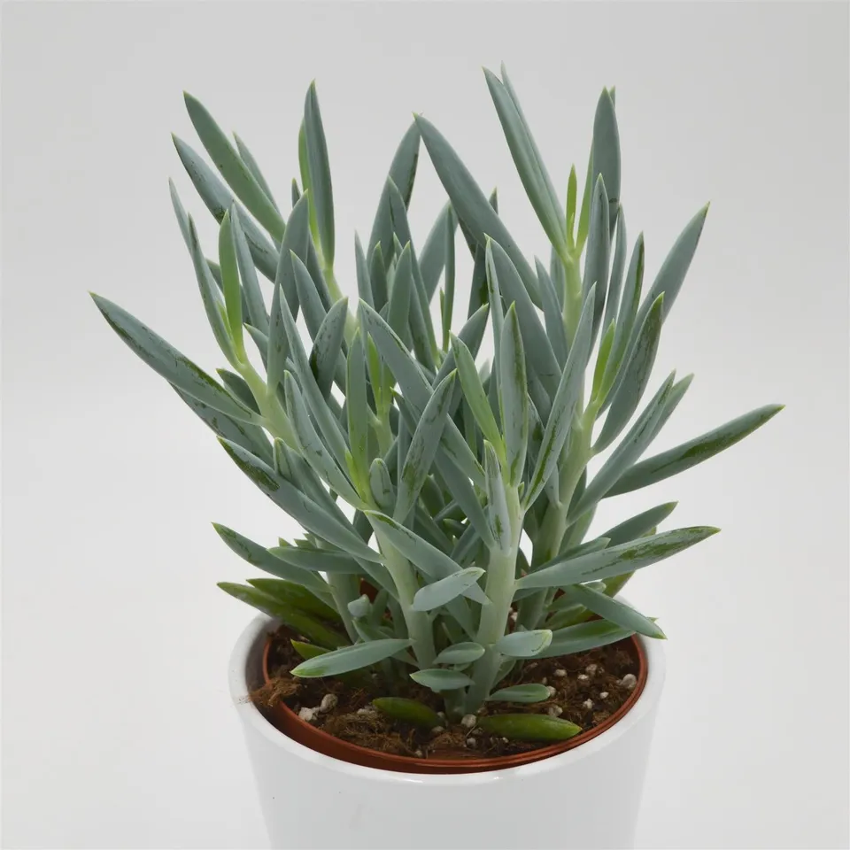pasiora-senecio-mount-everest-sukkulente-12cm-topf image 1