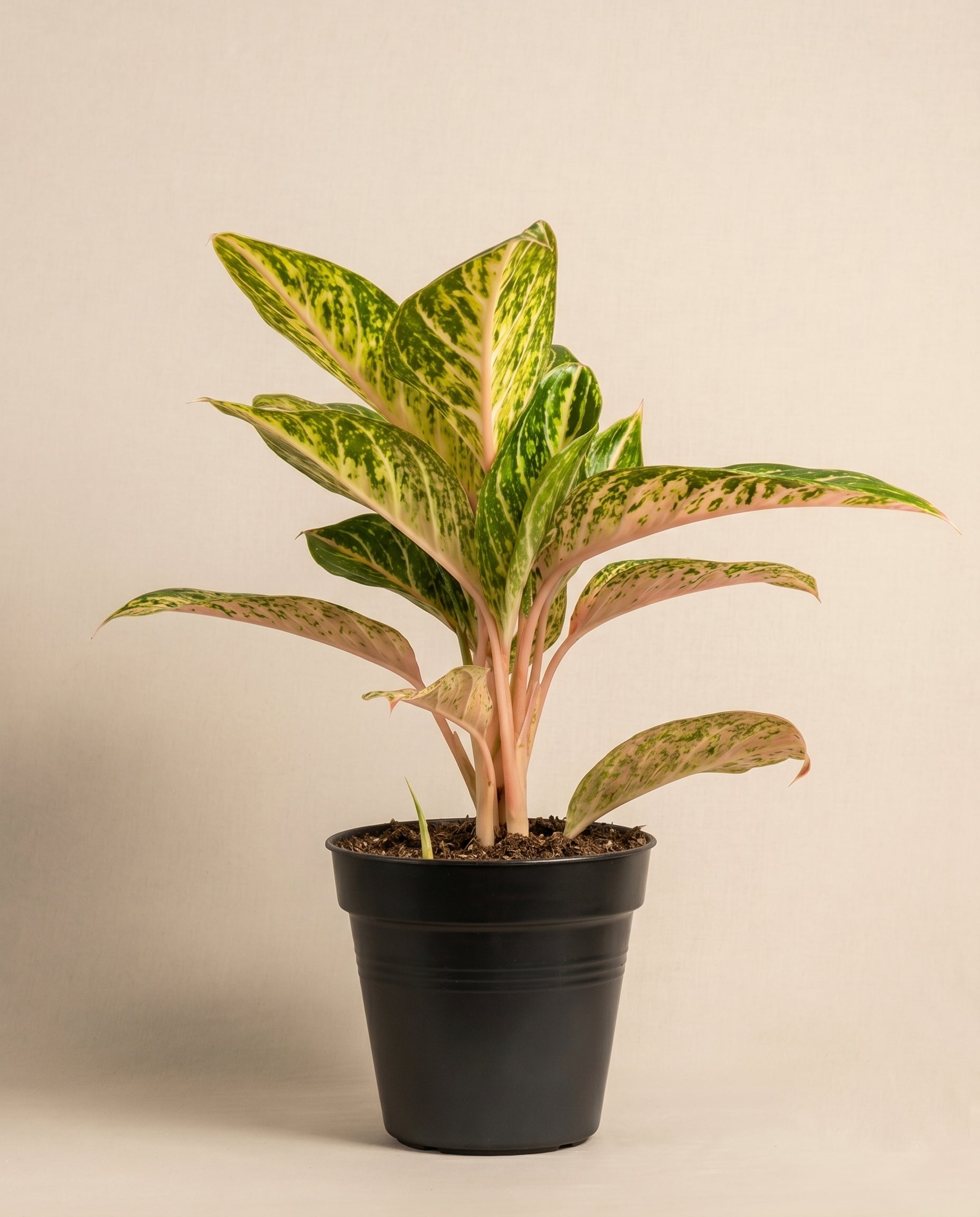 feey-aglaonema-cocomelon-kolbenfaden-mittlere-zimmerpflanze image 3