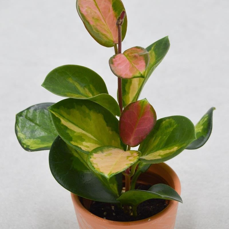 pasiora-hoya-australis-lisa-wachsblume-6cm-topf image 3
