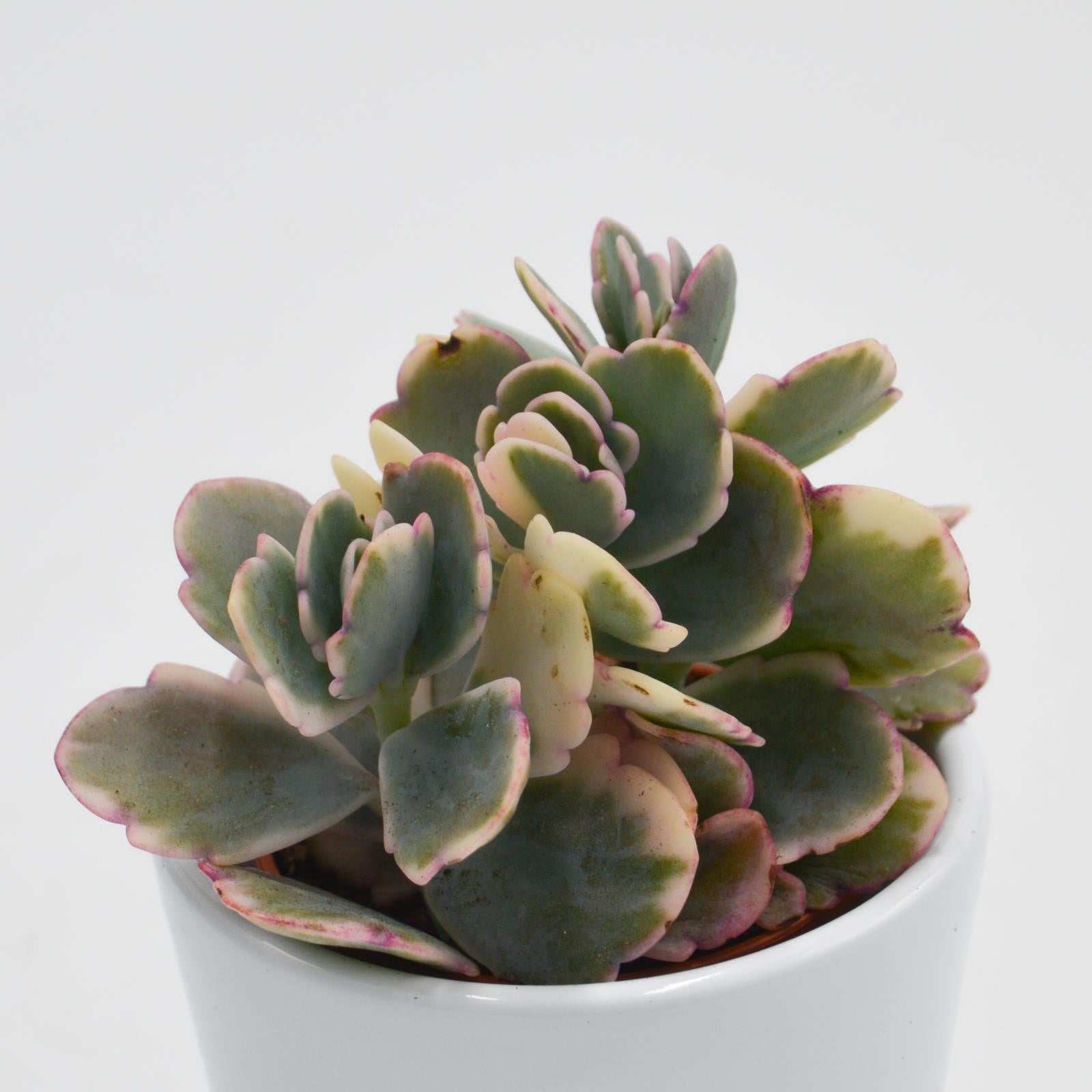 pasiora-kalanchoe-f-variegata-tricolor-sukkulente-im-5-5cm-topf image 3