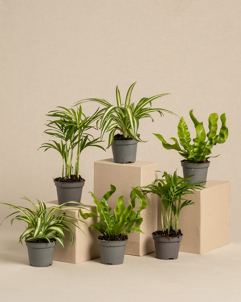 feey-ungiftige-babypflanzen-6er-set-tierfreundlich image 3