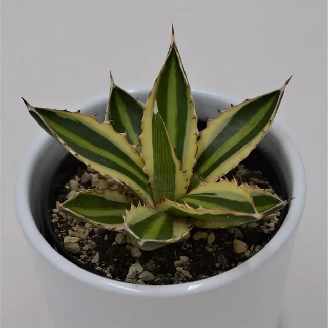 pasiora-agave-lophantha-quadricolor-sukkulente-9cm-topf image 1