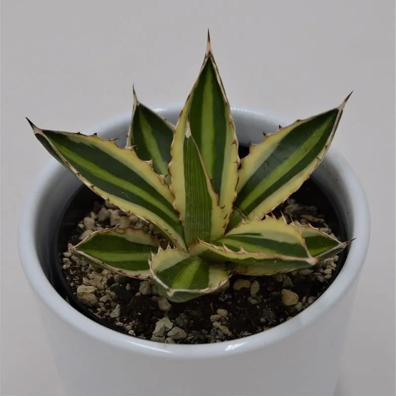 pasiora-agave-lophantha-quadricolor-sukkulente-9cm-topf image 1