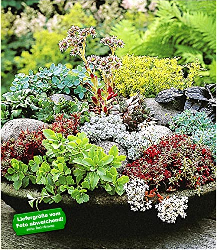 baldur-garten-6er-winterharte-sedum-mischung-fetthenne-9x9-cm image 4