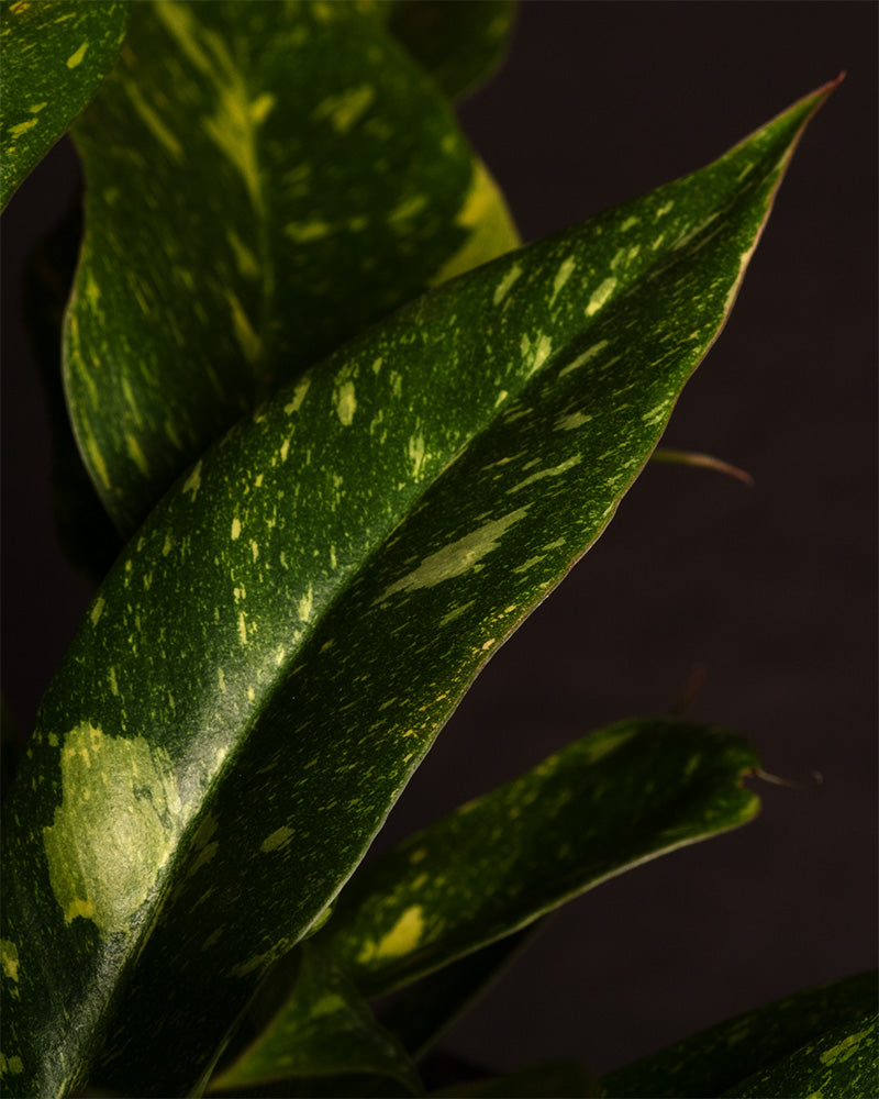 feey-philodendron-ring-of-fire-rarit-t-20-30-cm-topf-13-cm image 2
