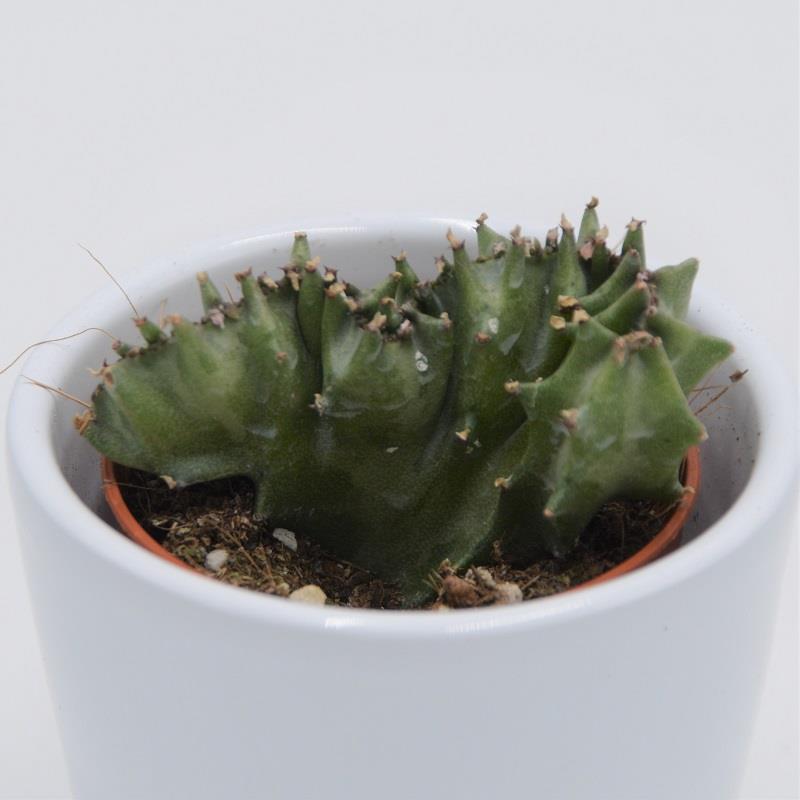 pasiora-euphorbia-lactea-cristata-kamm-wolfsmilch-5-5-cm-topf image 2
