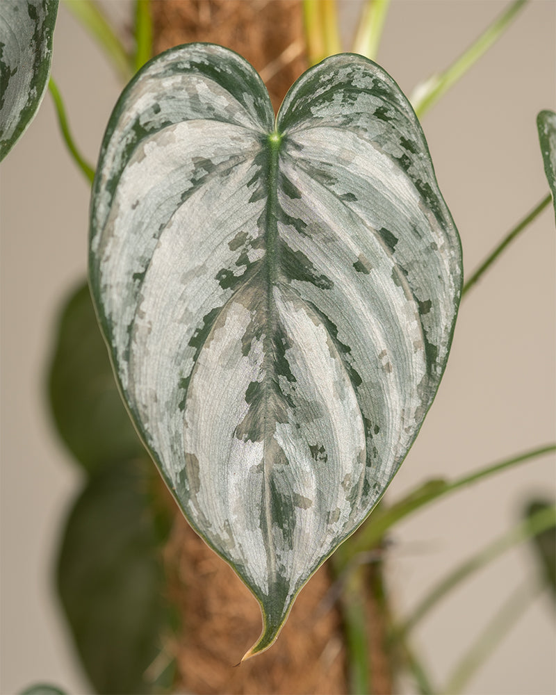 feey-philodendron-brandtianum image 2