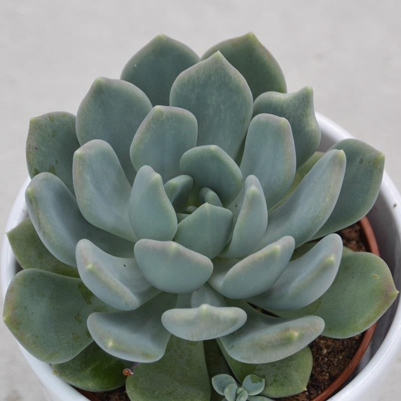 pasiora-x-pachyveria-corvus-hybride-10-5cm-topf image 1