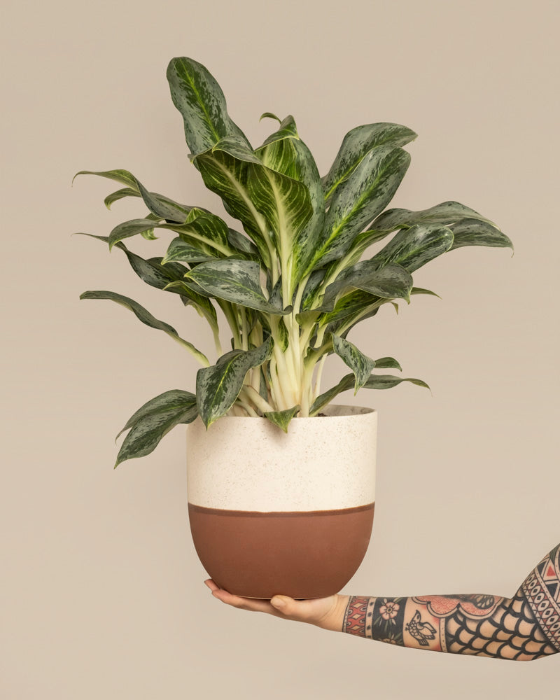 feey-aglaonema-emerald-stone-zimmerpflanze-mittel image 1