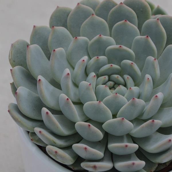 pasiora-echeveria-baena-echeverie-10-5cm-topf image 1