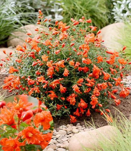 baldur-garten-punica-uniqa-zwerg-granatapfel-im-12-cm-topf image 4
