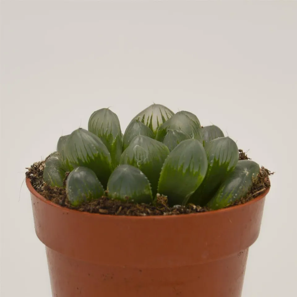 pasiora-haworthia-cooperi-var-obtusa-sukkulente-8-5cm-topf image 1