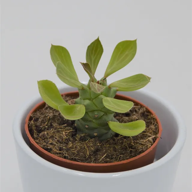 pasiora-euphorbia-ritchiei-sukkulente-8-5cm image 1
