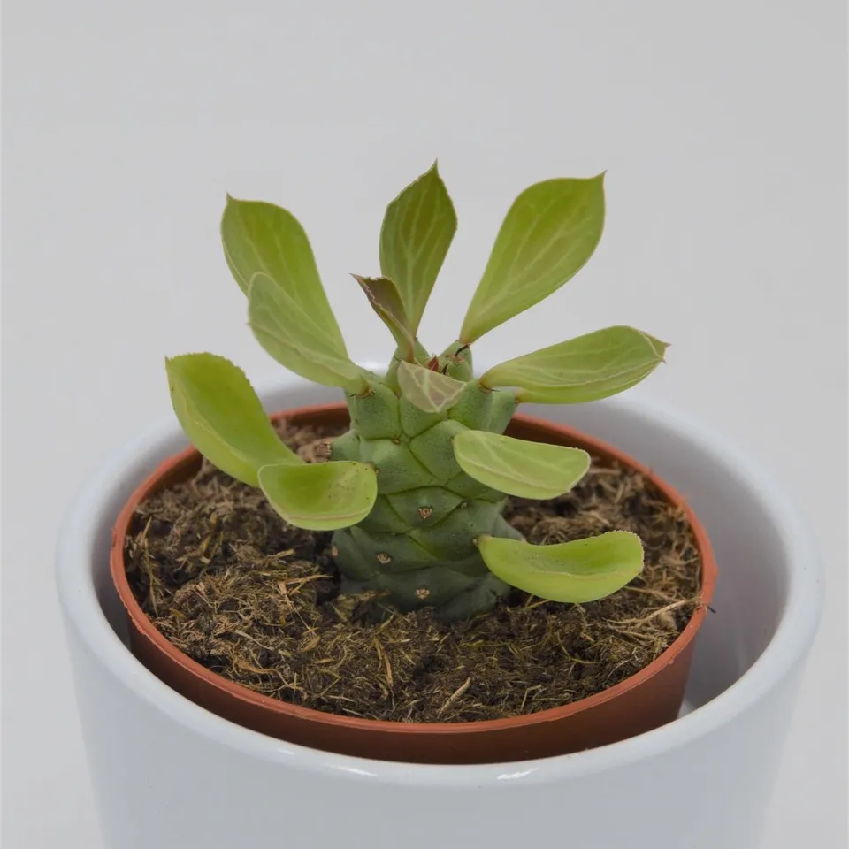 pasiora-euphorbia-ritchiei-sukkulente-8-5cm image 1