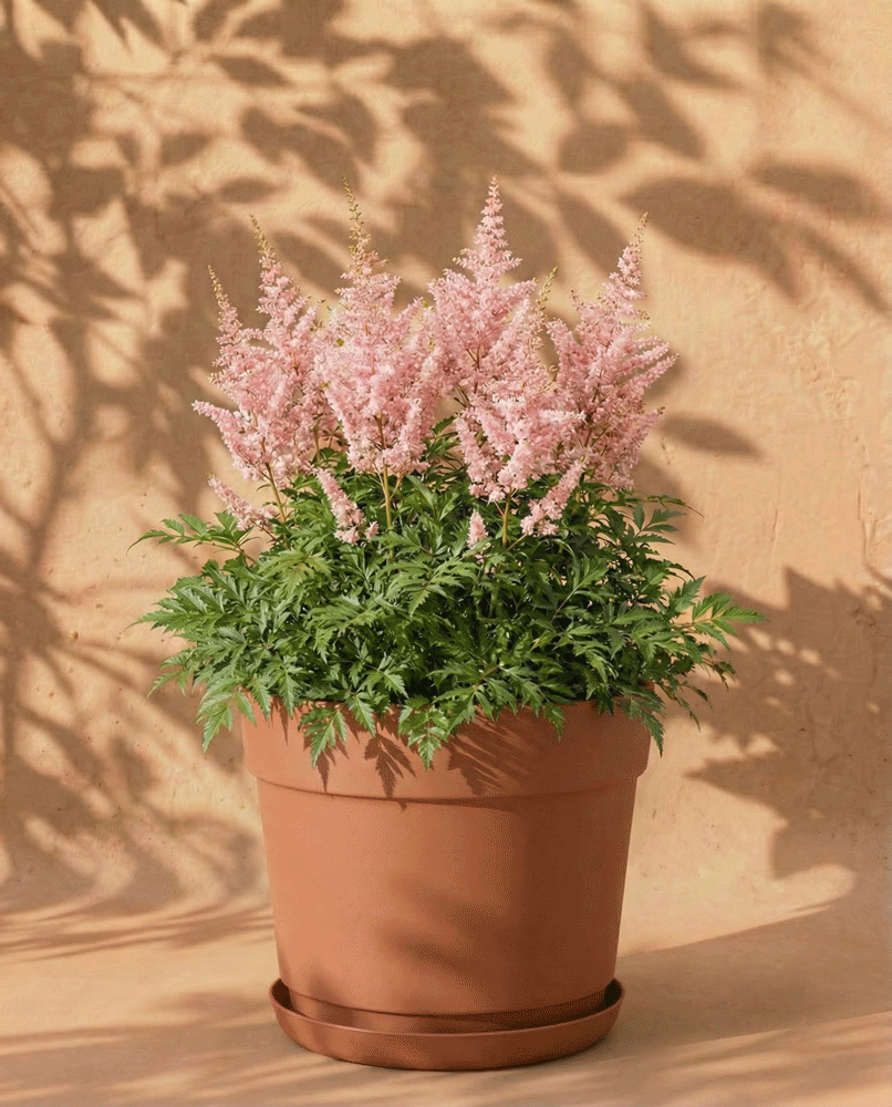 feey-astilbe-rosa-rhizome-prachtspiere-f-r-schatten image 7