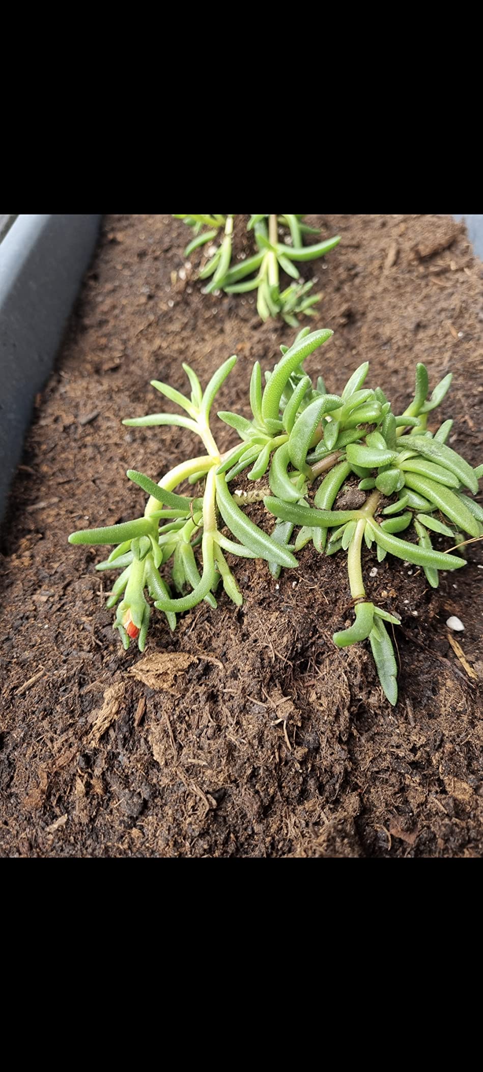 Kräftige Jungpflanzen