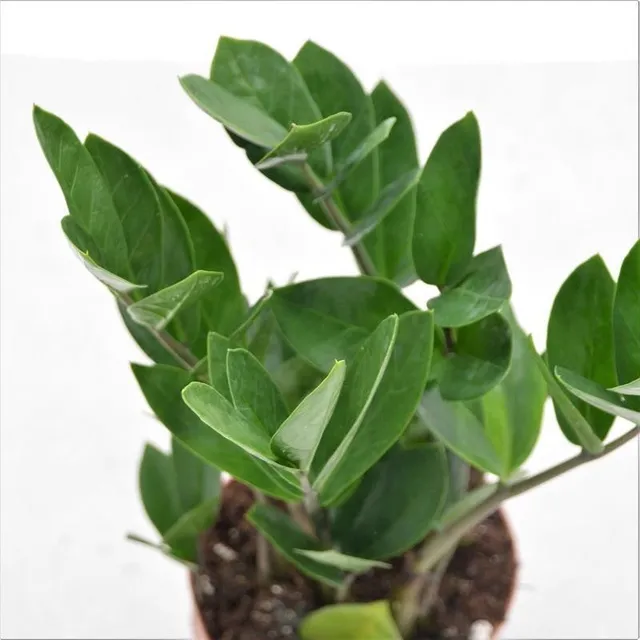 pasiora-zamioculcas-zamiifolia-12-cm-gl-cksfeder image 1