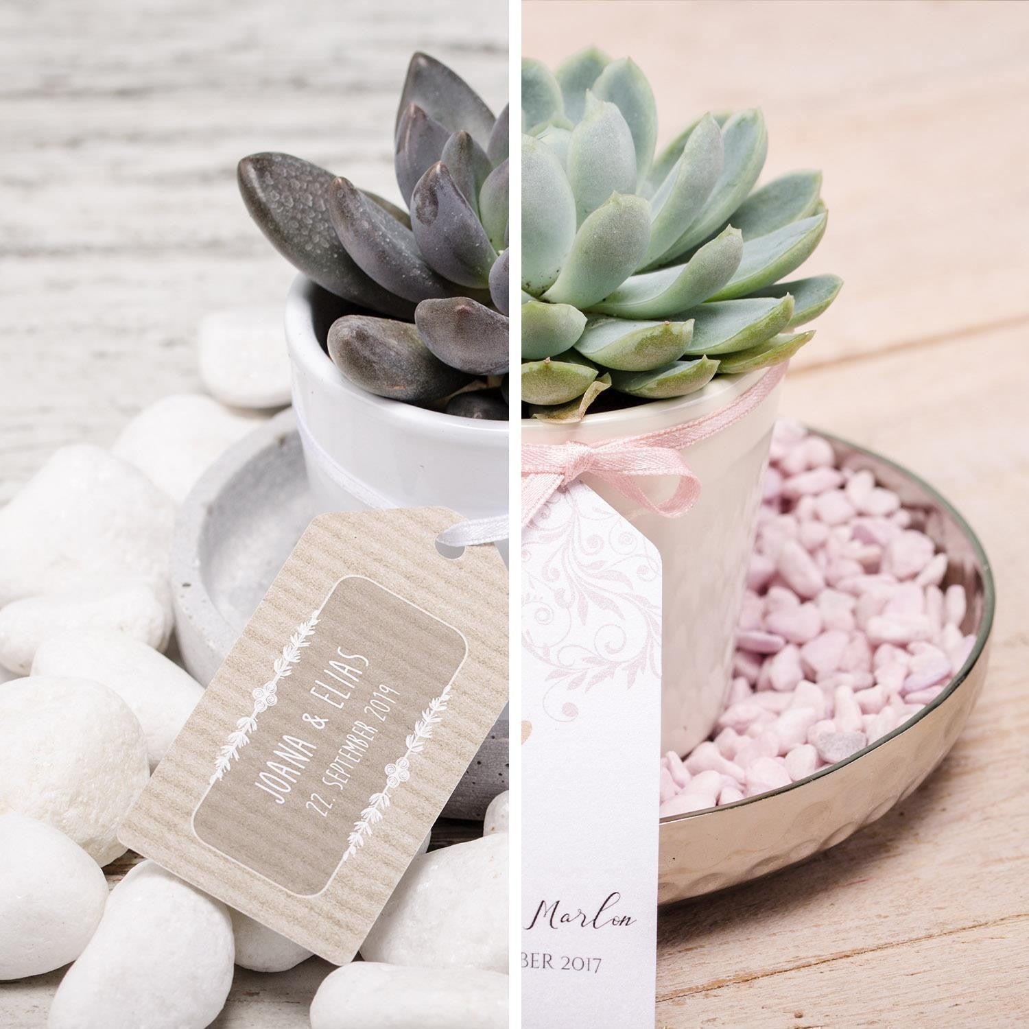 pasiora-sukkulenten-gastgeschenke-set-zum-zusammenstellen image 1