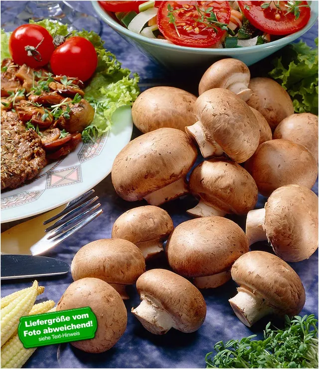 baldur-garten-braune-steinchampignons-pilzzucht-kulturset-1-set image 1
