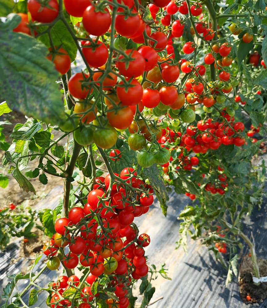 baldur-garten-snack-tomate-perlino-cherrytomate-2-pflanzen-im-10-5cm-topf image 5