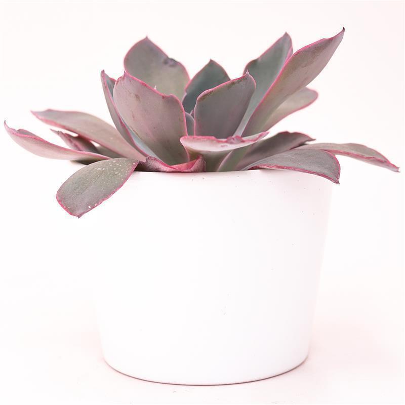pasiora-echeveria-afterglow-sukkulente-10-5cm image 3