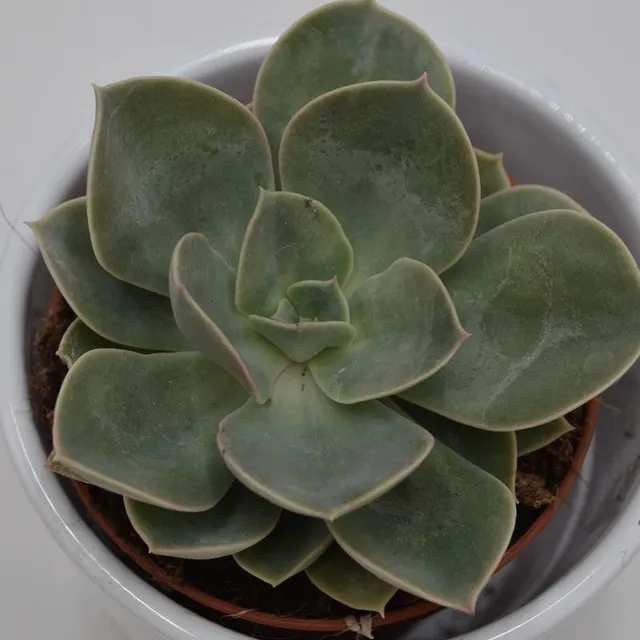 pasiora-echeveria-green-pearl-echeverie-9cm image 1
