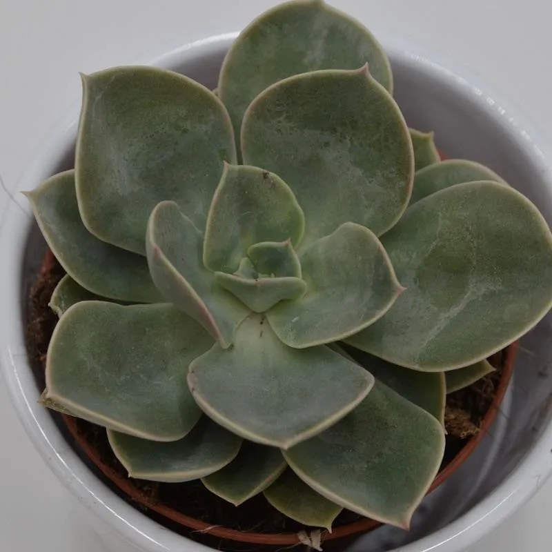 pasiora-echeveria-green-pearl-echeverie-9cm image 1