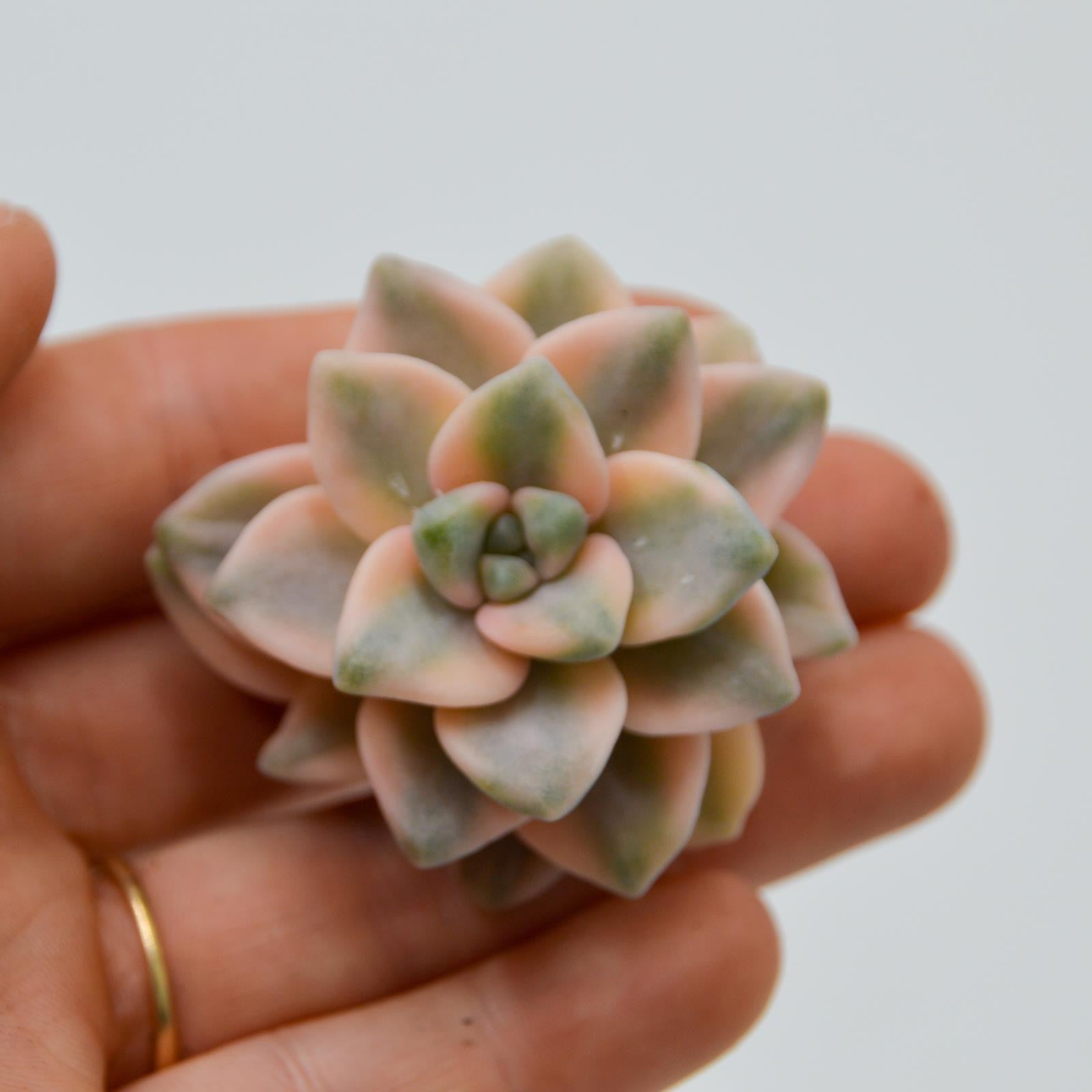 pasiora-graptoveria-titubans-f-variegata-steckling image 1