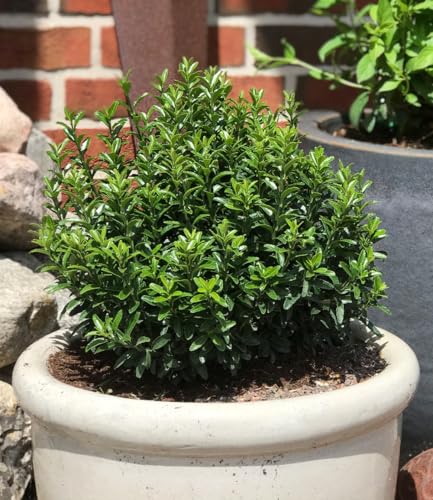 baldur-garten-euonymus-green-empire-pflanze-im-9x9cm-topf image 7