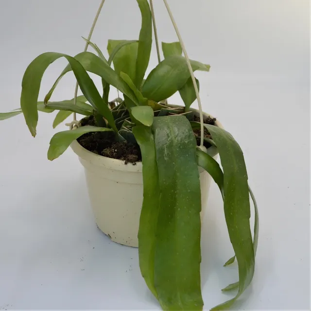 pasiora-epiphyllum-pumillum-blattkaktus-15cm-ampel image 1