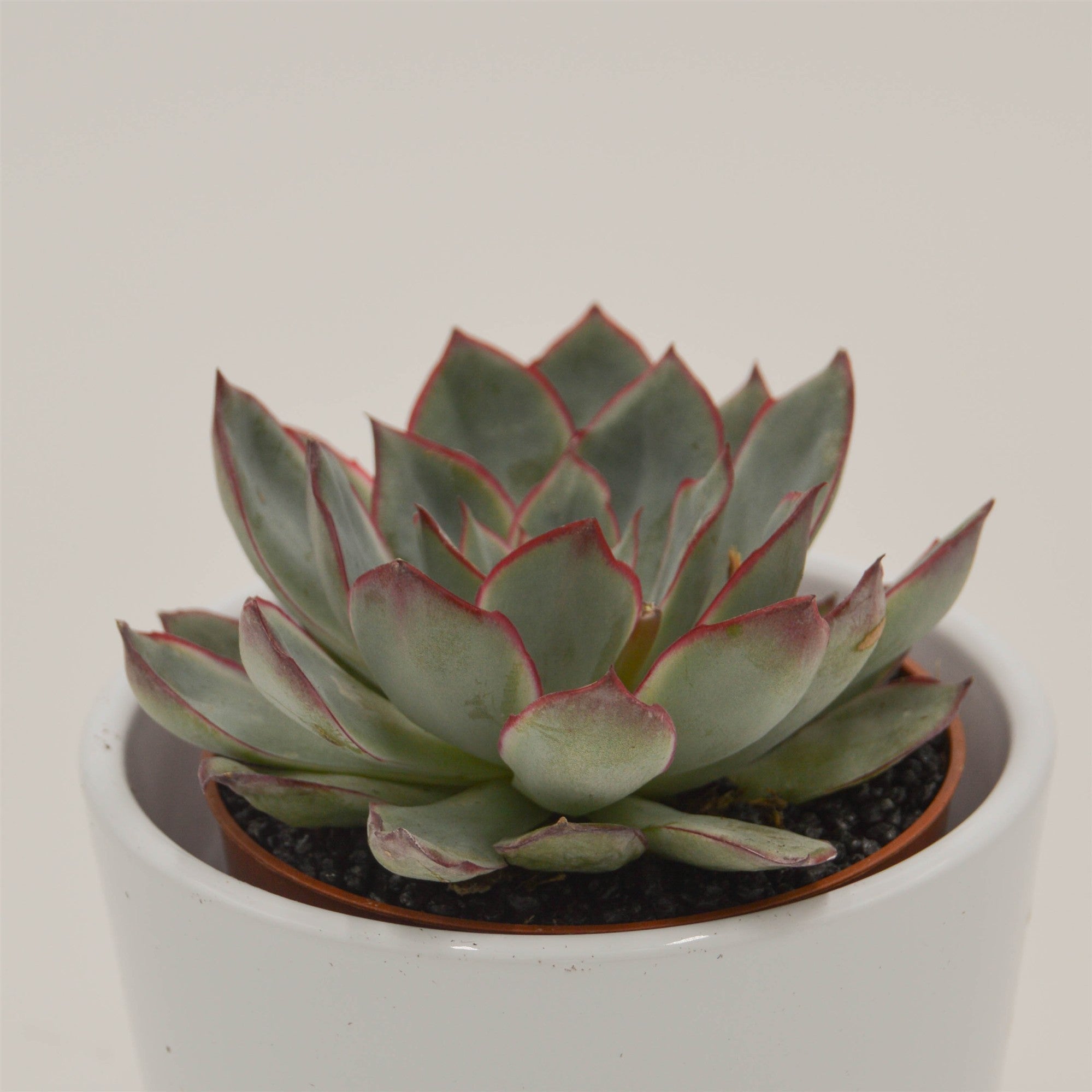 pasiora-echeveria-moonshine-sukkulente-8-5cm-topf image 2