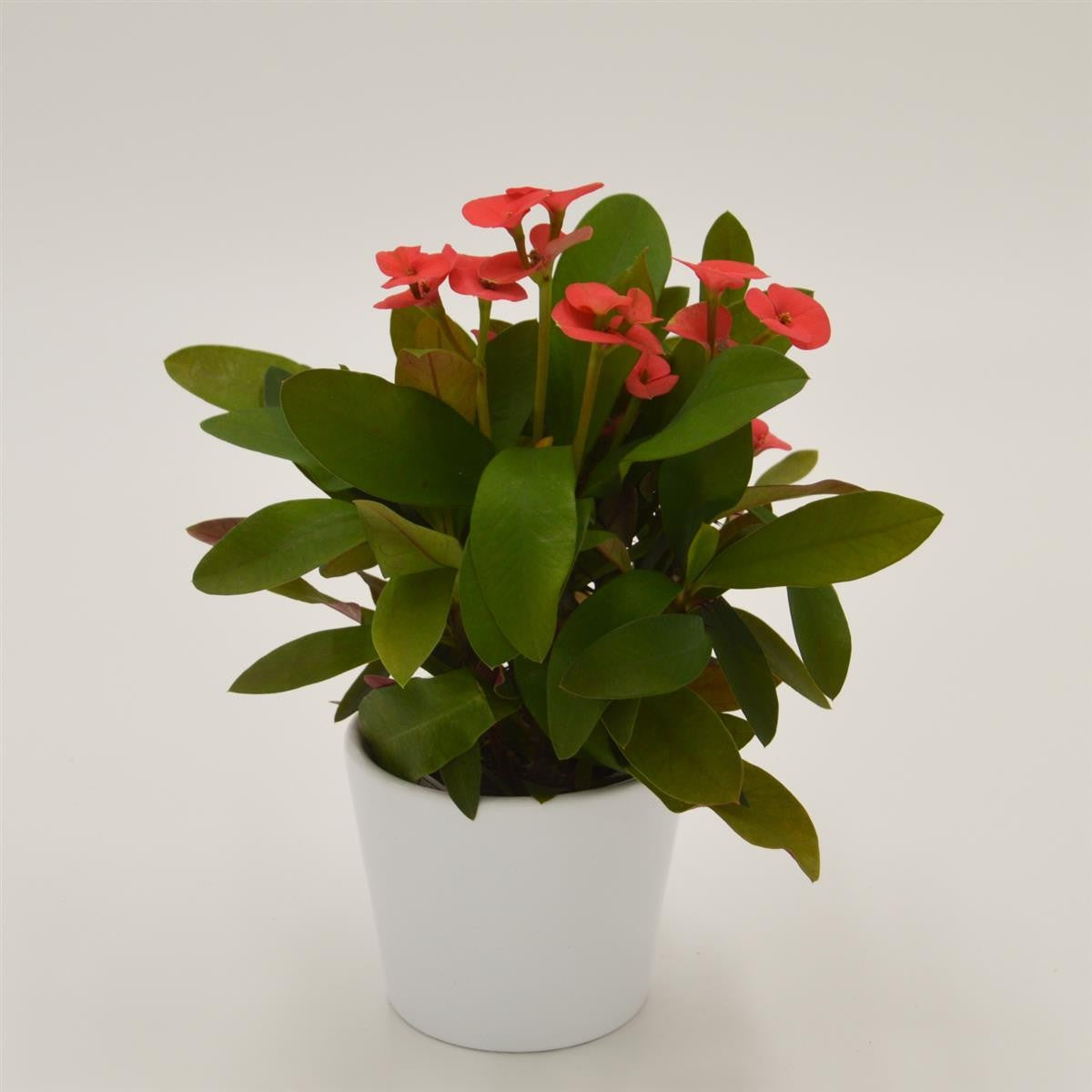 pasiora-euphorbia-milii-eos-rot-sukkulente-6cm-topf image 2