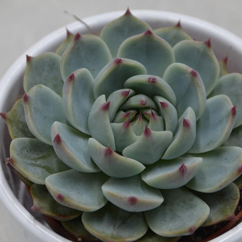 pasiora-echeveria-parva-beatrice-sukkulente-8-5-cm-topf image 1