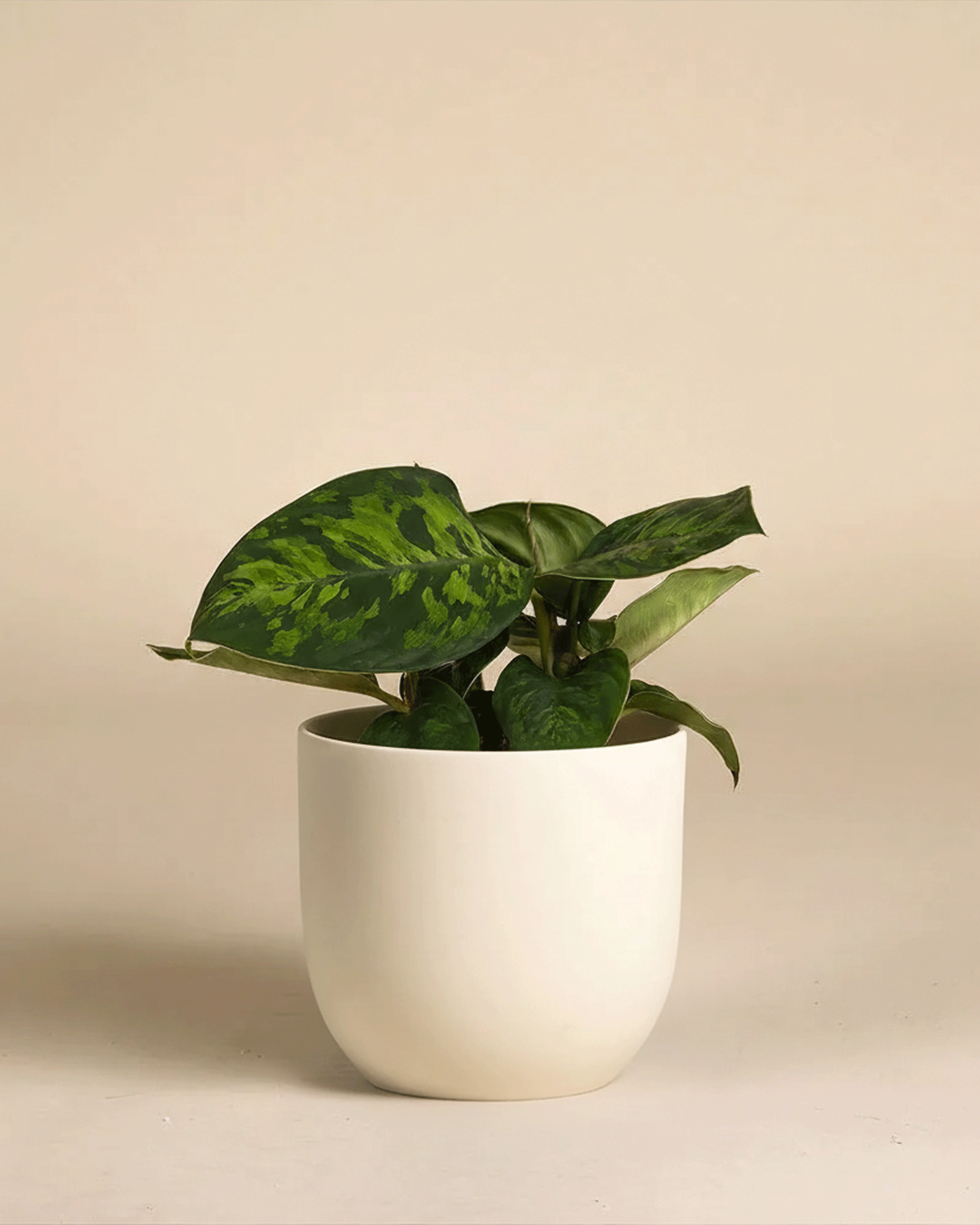 feey-homalomena-camouflage-zimmerpflanze image 6
