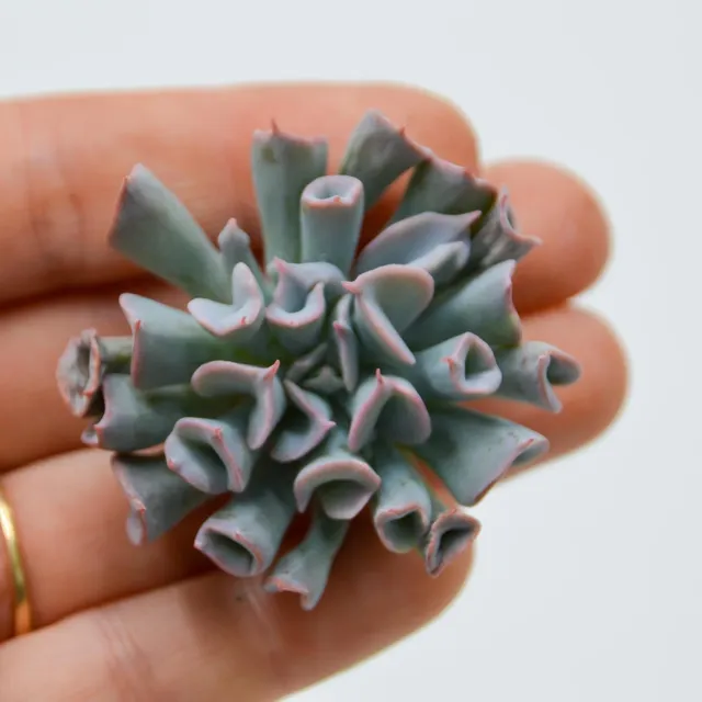 pasiora-echeveria-trumpet-pinky-short-steckling-indoor-sukkulente image 1