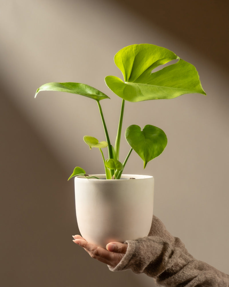 feey-monstera-cheesy-fensterblatt-rarit-t image 1