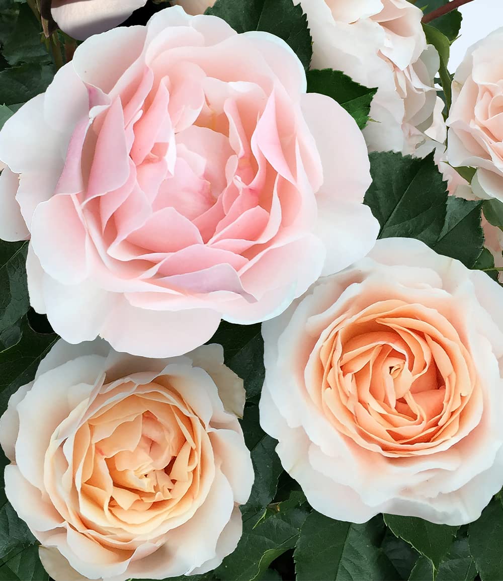 baldur-garten-parfum-rose-jardin-des-tuileries-1-pflanze-wurzelnackt image 3