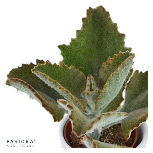pasiora-konnichiwa-kalanchoe-3er-set-sukkulenten-6cm image 2