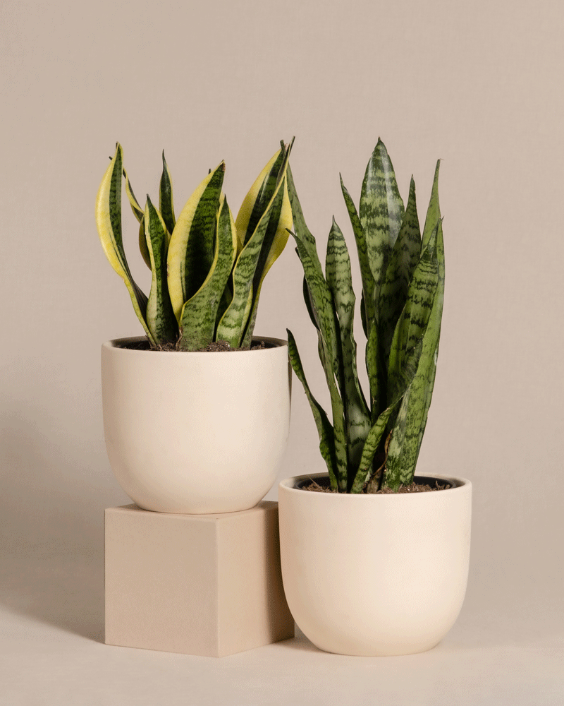 feey-unzerst-rbares-duo-2x-schwiegermutterzunge-sansevieria-trifasciata image 6