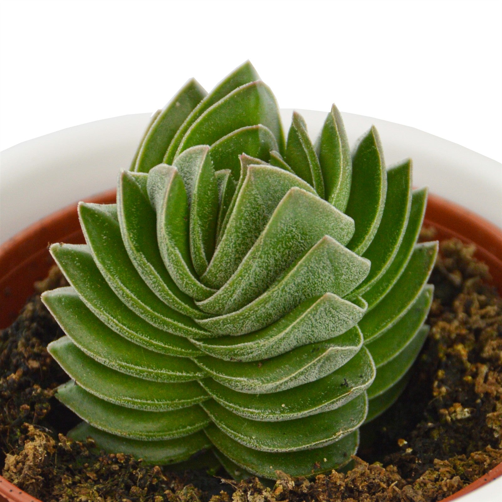 pasiora-crassula-buddha-s-temple-sukkulente-6cm-topf image 1
