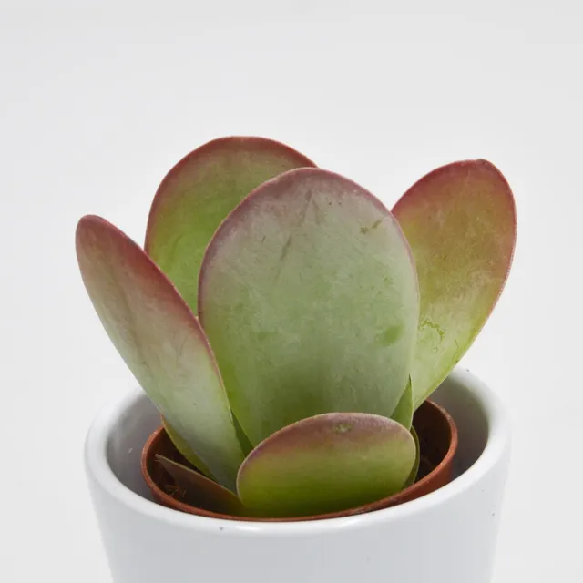 pasiora-kalanchoe-thyrsiflora-sukkulente-6cm image 1