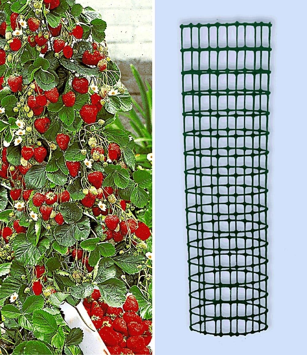 baldur-garten-kletter-erdbeere-hummi-3-pflanzen-im-7x7-cm-topf image 8