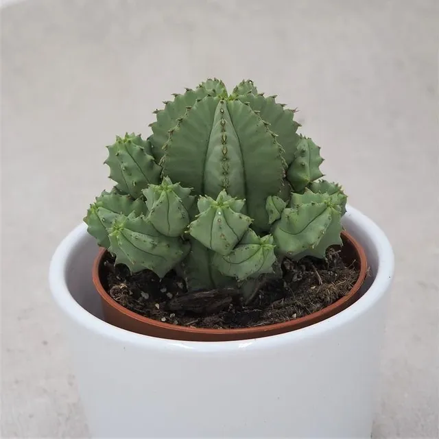 pasiora-euphorbia-fruticosa-f-inermis-sukkulente-8-5cm image 1